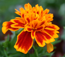 Tagetes-1.jpg